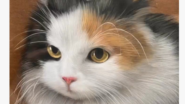 Pawimprint’s Best Wool Felt Pet Memorial Gifts for Grieving Pet Owners