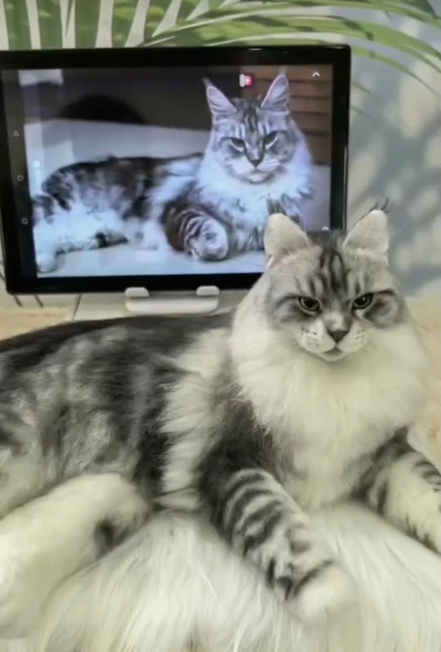 Discover the Minimalist Magic of Pawimprint Felt Pet Portraits