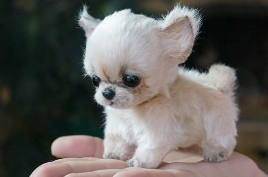 Personalized Dog Gifts Pet Owners Never Forget