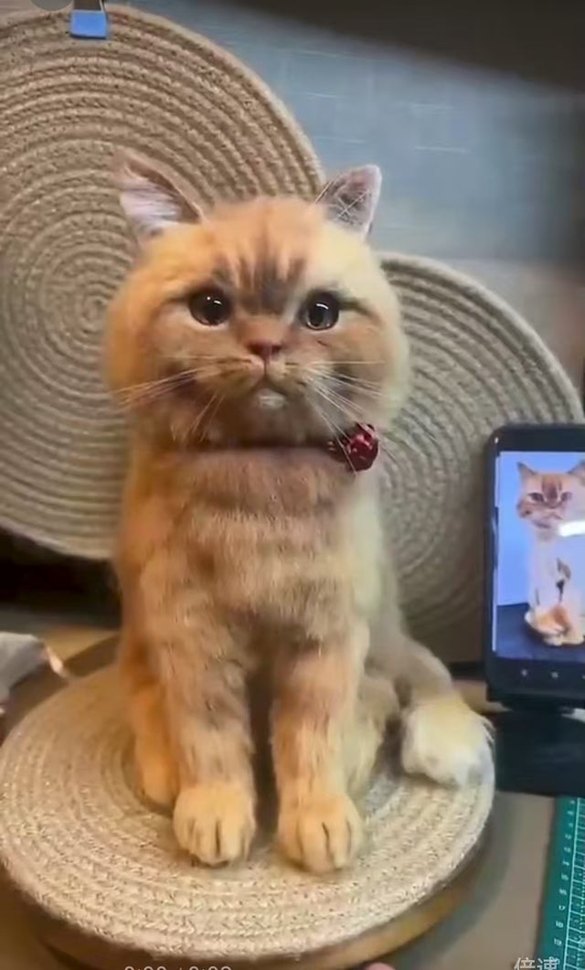 Is Your Fluffy Friend Missing Out on Pawimprint Plushies