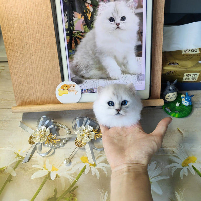 Custom Pet Portrait Brooches – Handmade Stuffed Animal Clones | pawimprint