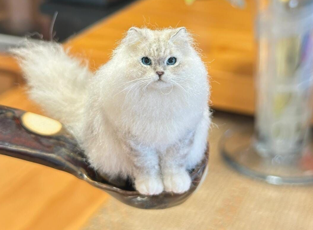 Breaking Down Cat Lover Gift Choices What to Consider