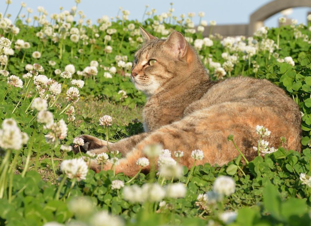 10 Creative Cat Portrait Ideas Every Cat Lover Should Try