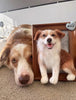 Best Personalized Dog Lover Gifts to Celebrate Your Bond with PawImprint