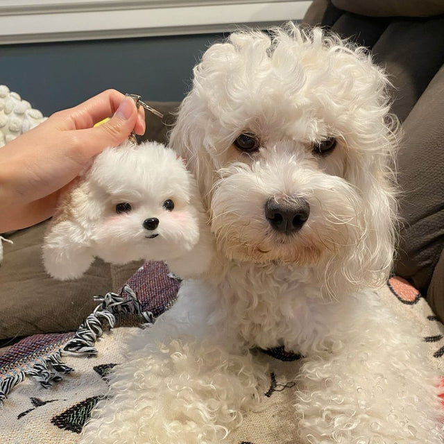 Fun and Unique Ways to Celebrate Your Dog's Birthday