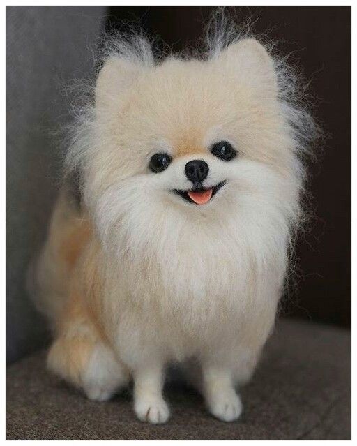 Unique Custom Gifts for Dog Owners to Treasure