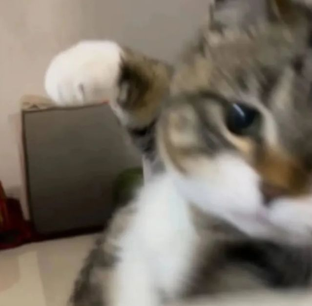 How Cat Staring Memes Took Over the Internet and Ways to Make Your Cat a 3D Wool Felt Star