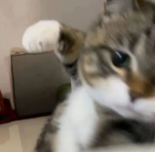 How Cat Staring Memes Took Over the Internet and Ways to Make Your Cat a 3D Wool Felt Star