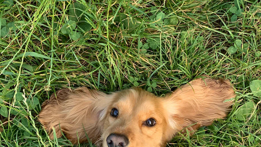 How to Copy and Paste Puppy Kaomojis and Text Emojis Easily