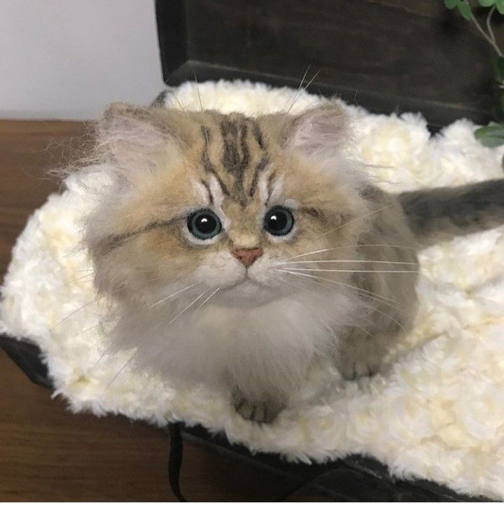 What to do for someone who lost a pet