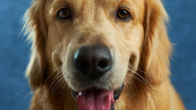 How to turn your favorite pet photo into a stunning portrait