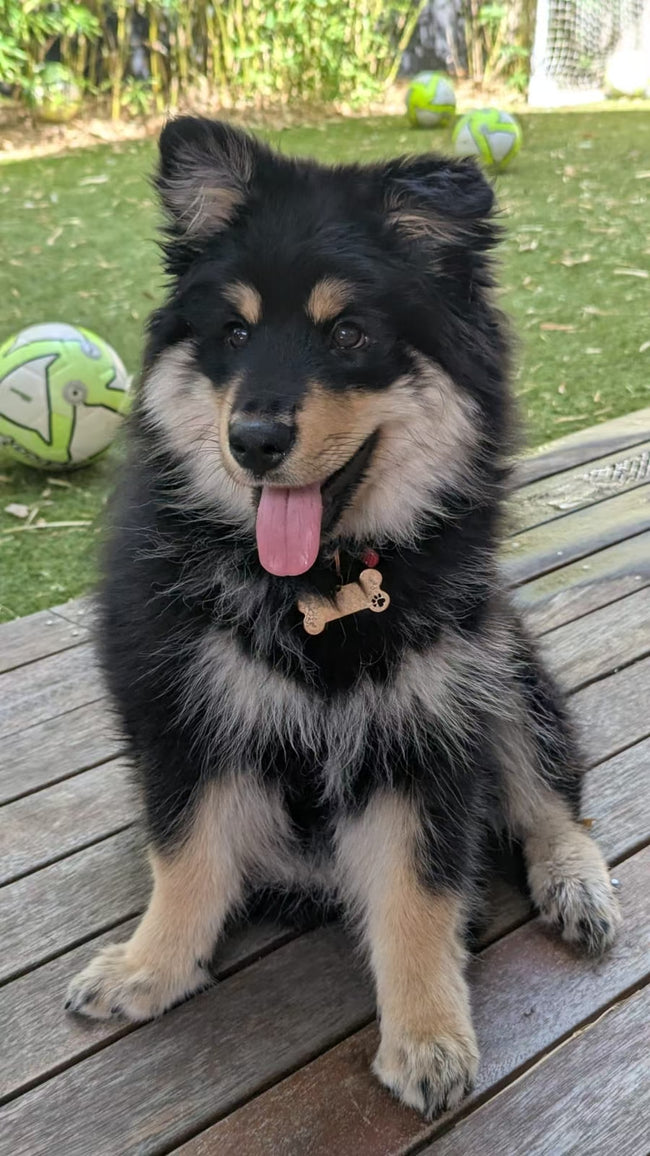 Outdoor Pet Scenery